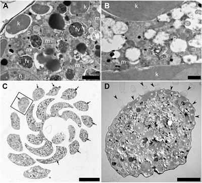 Acquisition, Maintenance, and Ecological Roles of Kleptoplasts in Planoglabratella opercularis (Foraminifera, Rhizaria)